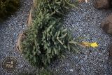 Black Hill Spruce 3ft.