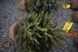Black Hill Spruce 3ft.