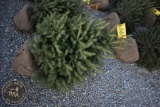 Black Hill Spruce 3ft.