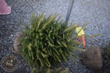 Norway Spruce 3ft.