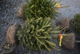 Norway Spruce 3ft.