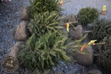 Norway Spruce 3ft.