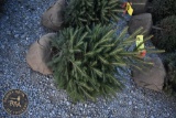 Norway Spruce 3ft.