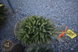 White Spruce 3ft