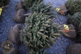 White Spruce 3ft