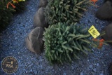 White Spruce 3ft