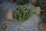 White Spruce 3ft
