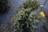 Colorado Blue Spruce 3ft.