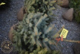 Colorado Blue Spruce 3ft.