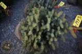 Colorado Blue Spruce 3ft.