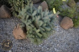 Colorado Blue Spruce 3ft.