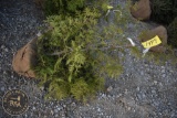 Arbroviate 3ft.