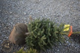 White Spruce 3ft