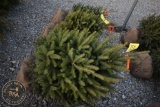 White Spruce 3ft
