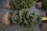 White Spruce 3ft