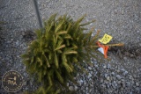 Norway Spruce 3ft.