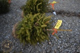 Norway Spruce 3ft.