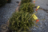 Norway Spruce 3ft.