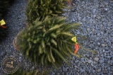 Norway Spruce 3ft.