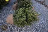 Norway Spruce 3ft.