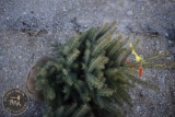 Colorado Blue Spruce 3ft.