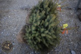 Colorado Blue Spruce 3ft.