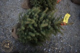 Colorado Blue Spruce 3ft.