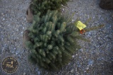 Colorado Blue Spruce 3ft.
