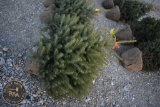 Colorado Blue Spruce 3ft.