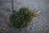Black Hill Spruce 3ft.