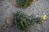 Black Hill Spruce 3ft.