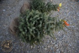 Black Hill Spruce 3ft.