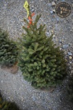 Black Hill Spruce 3ft.