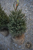 Black Hill Spruce 3ft.