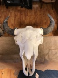 Large buffalo skull