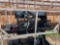 Unused 72'' Skid Steer Plate Compactor SOLD ONE PER LOT