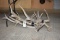 6 Elk Horns (6x$)