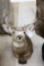 Rocky Mountian Mule Deer-4x4 Sci Bronze