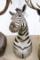 Burchells Zebra Shoulder Mt. South Africa