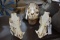 3 Hog Skulls (3x$)