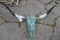 Turquoise Lhorn Skull