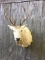 Rare Blonde Elk Mt- 5x5