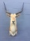 Kafue Lechwe (26 Inch Horns) By Animal Artistry