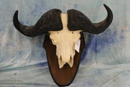 Cape Buffalo Skull