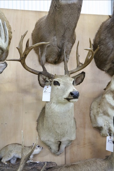 Whitetail Deer W/repro Horns