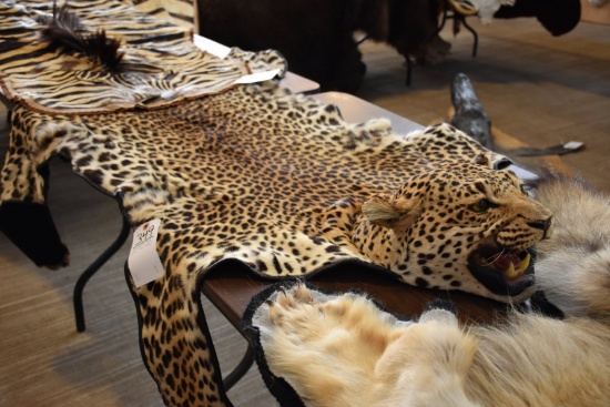 Leopard Rug /head Mt (tx Res Only)