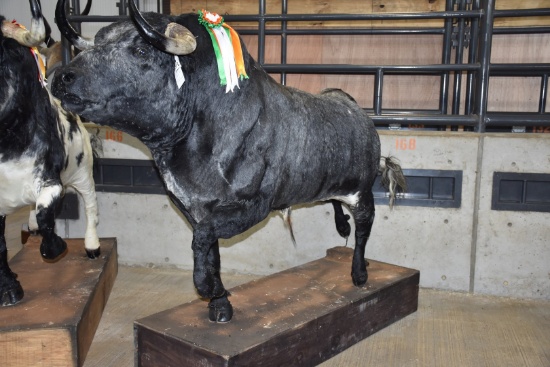 Mexican Fighting Bull Full Body Mt. Mostly Black