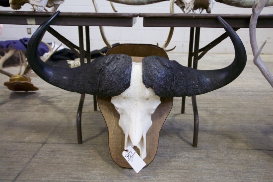 Cape Buffalo Skull (maybe Repro Horns)