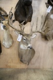 Approx 22 Pt. Huge B&c Whitetail