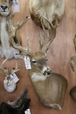 Approx 22 Pt. Huge B&c Whitetail